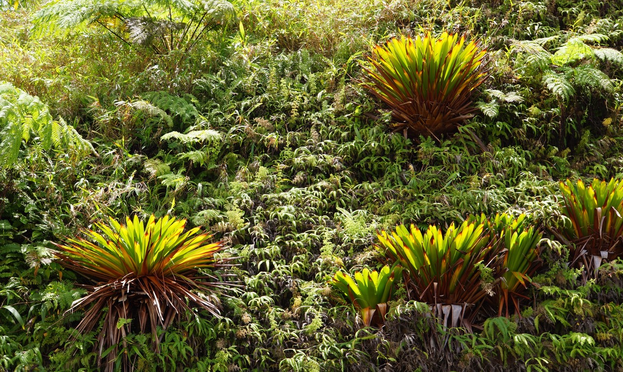 032313 8 The vegetation on parts of this island are so lush they don't look real