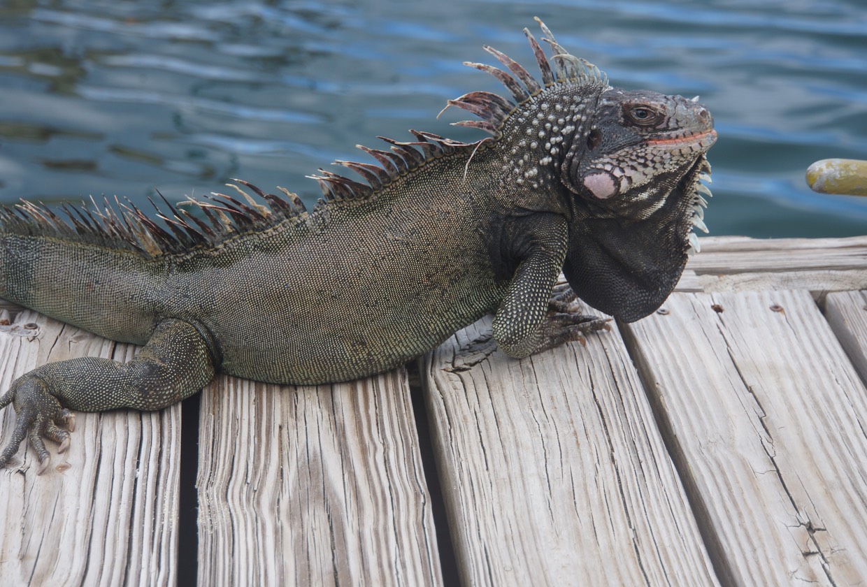 042813 2 Local Lizard Sapphire Bay Marina