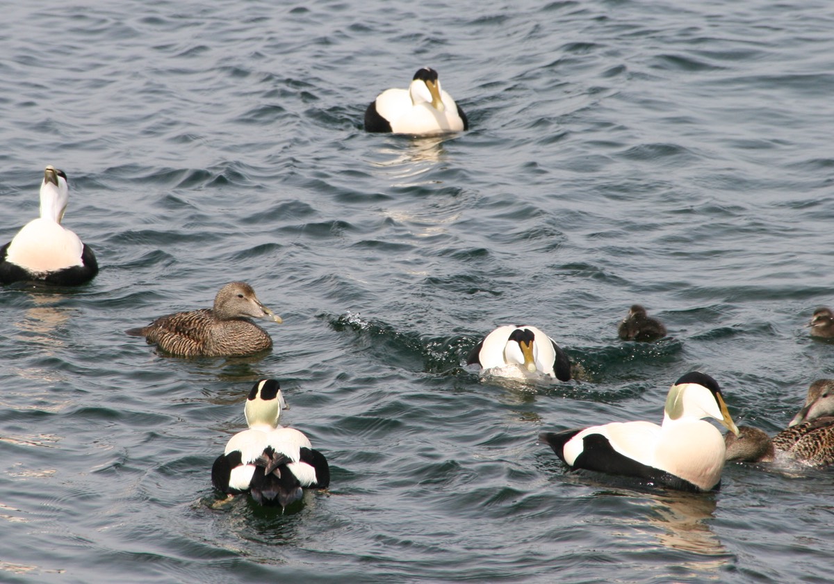 051012 12 Christianso Eider Ducks (abo) Breeding Season
