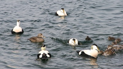 051012 12 Christianso Eider Ducks (abo) Breeding Season