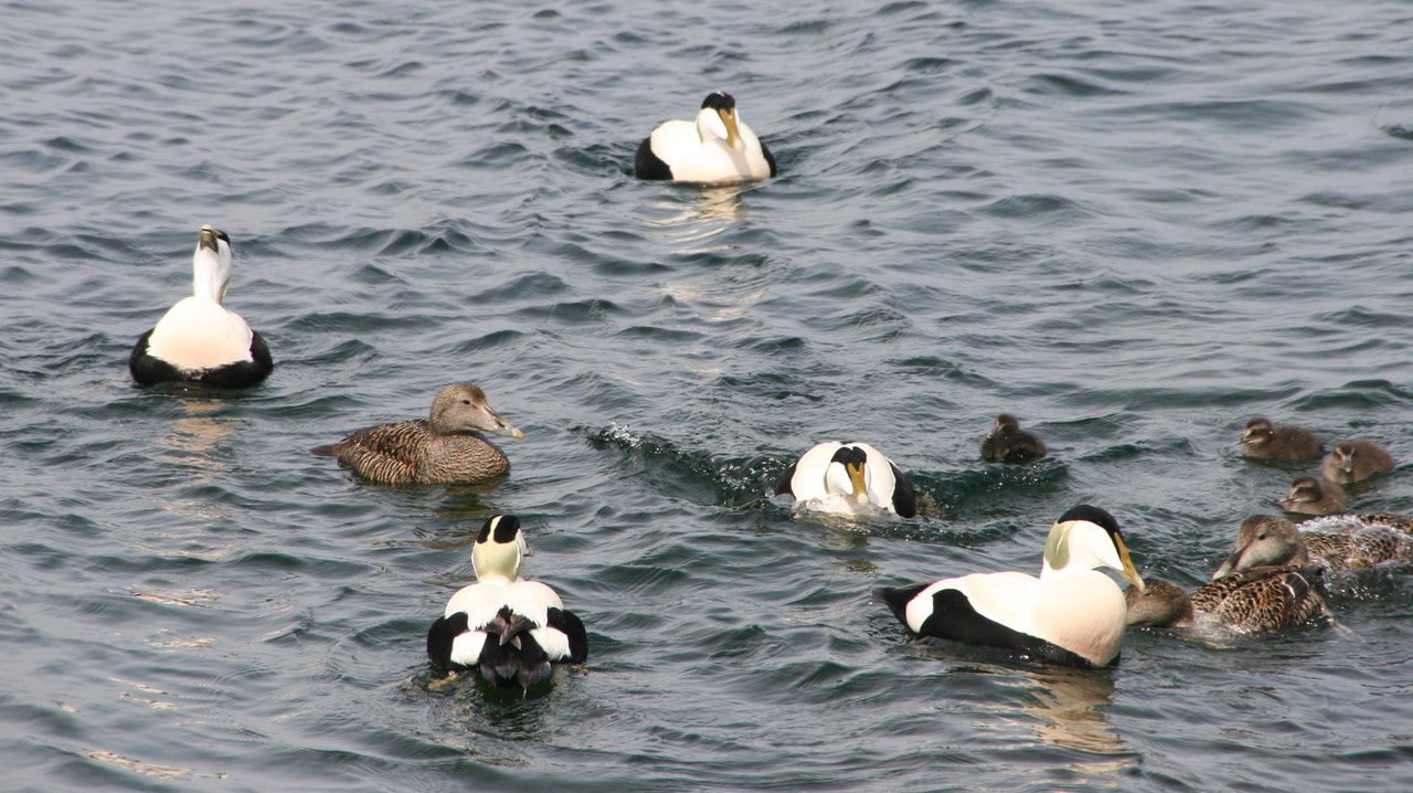051012 12 Christianso Eider Ducks (abo) Breeding Season