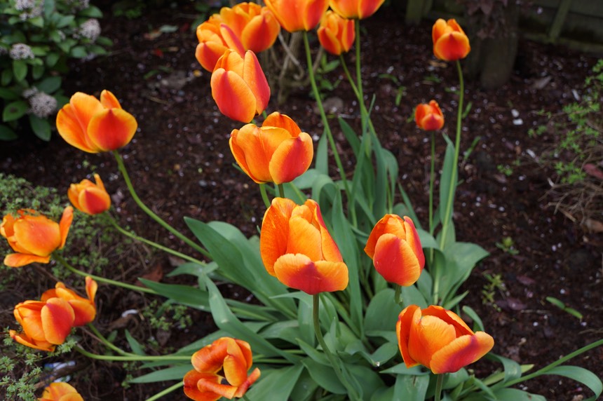 051313 5 Tulips
