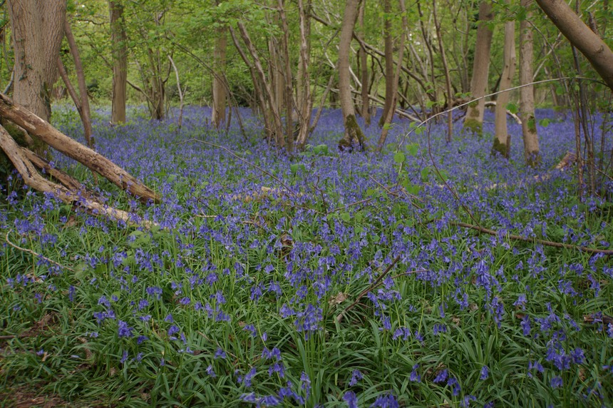 051913 3 Walk through fields of bluebells