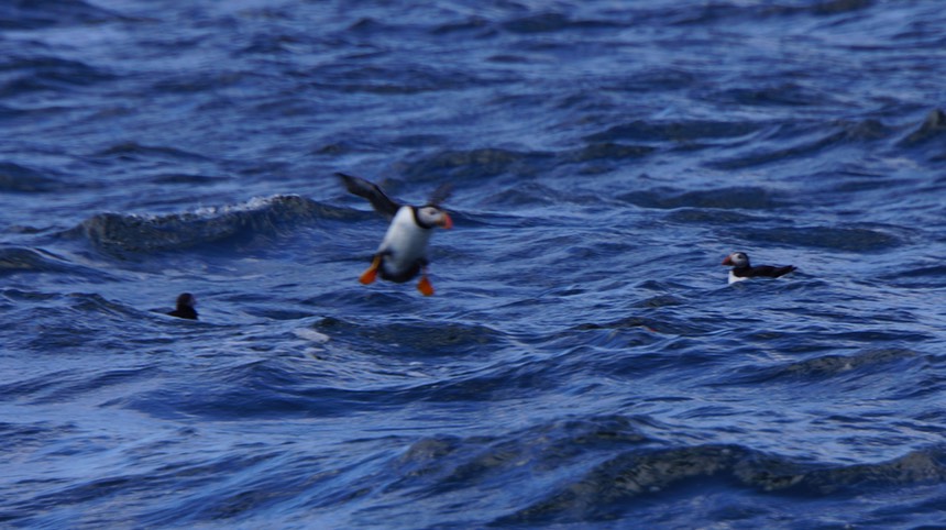 060413 1 Off on a ferry to Tresco via a colony of Puffins