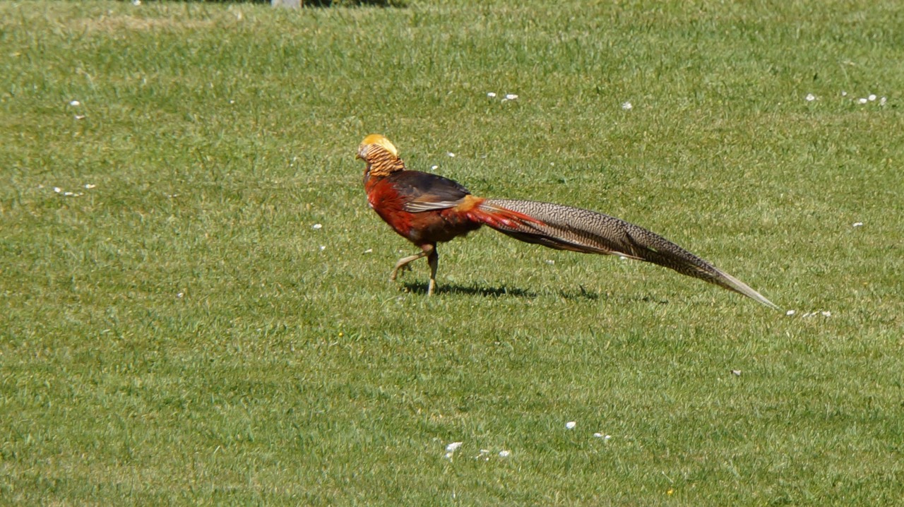 060413 27 Walking Tresco Abbey Gardens and spotting Pheasants