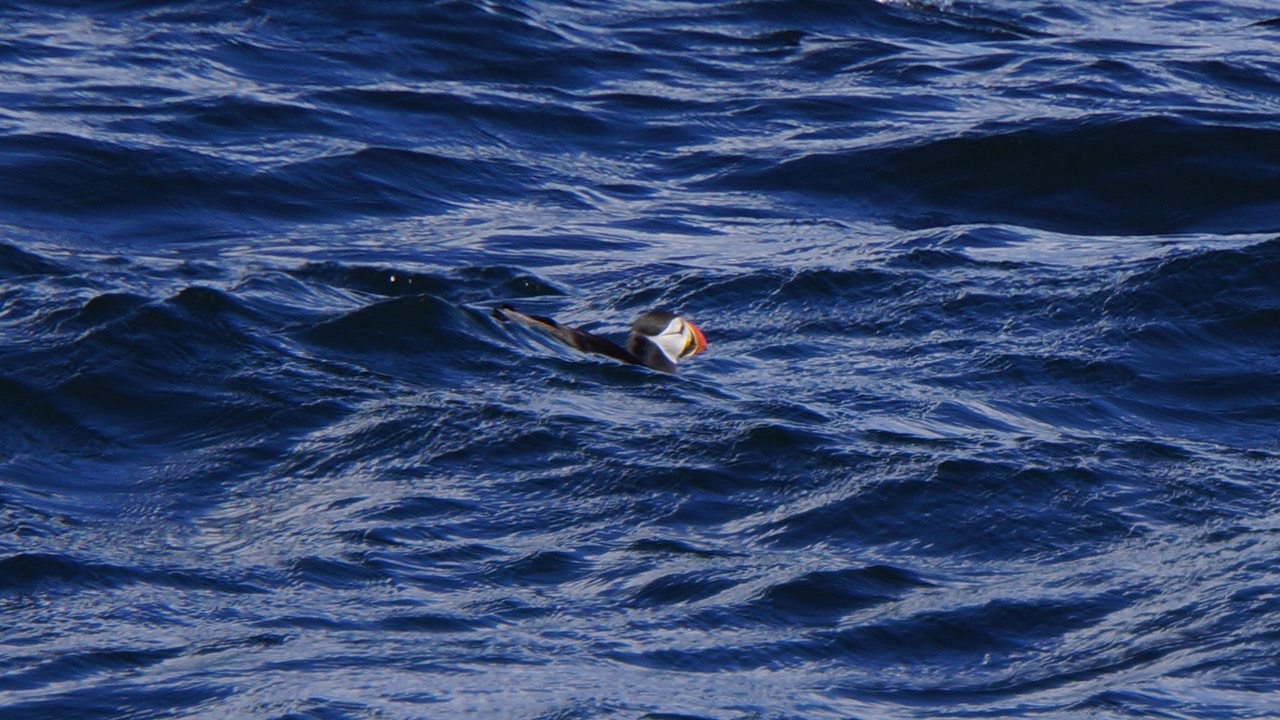 060413 3 Off on a ferry to Tresco via a colony of Puffins