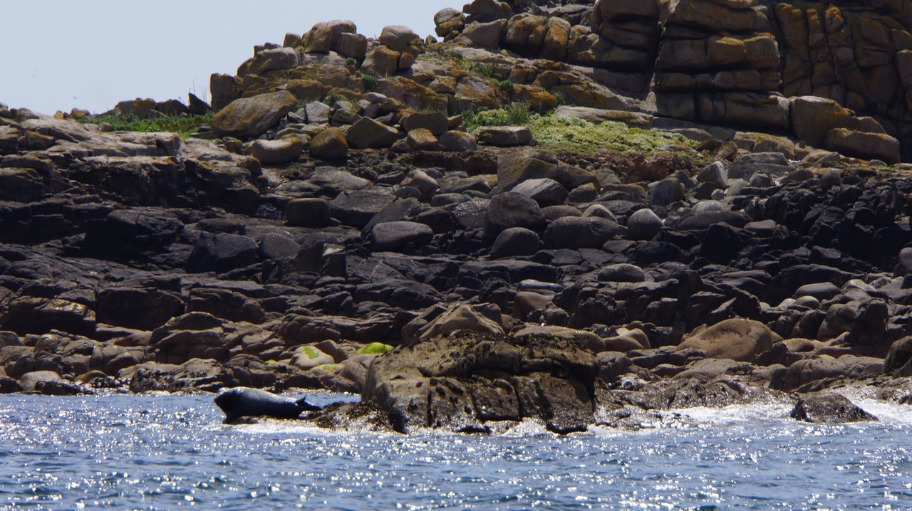 060413 9 Off on a ferry to Tresco and saw a seal