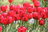 060712 16  Spring Flowers