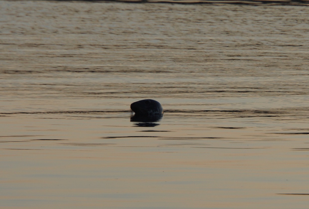 060813 14 To top off the day we had a seal swim by in the marina
