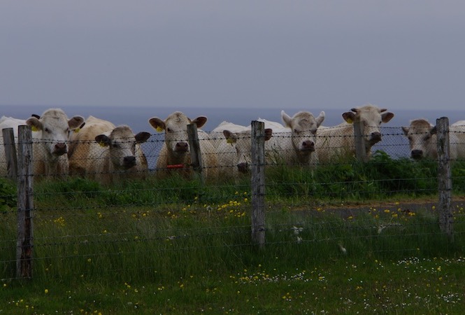 062213 13 Curious Cows Westray
