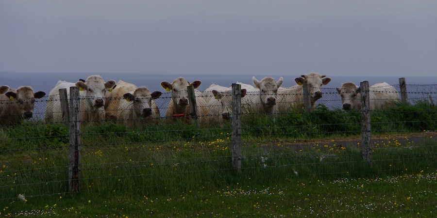 062213 13 Curious Cows Westray