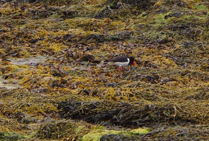 062213 6 An Oysterbill