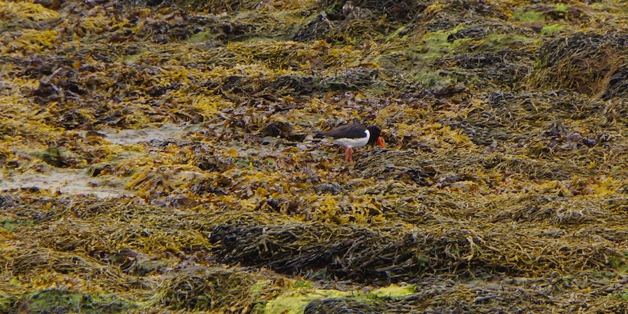 062213 6 An Oysterbill