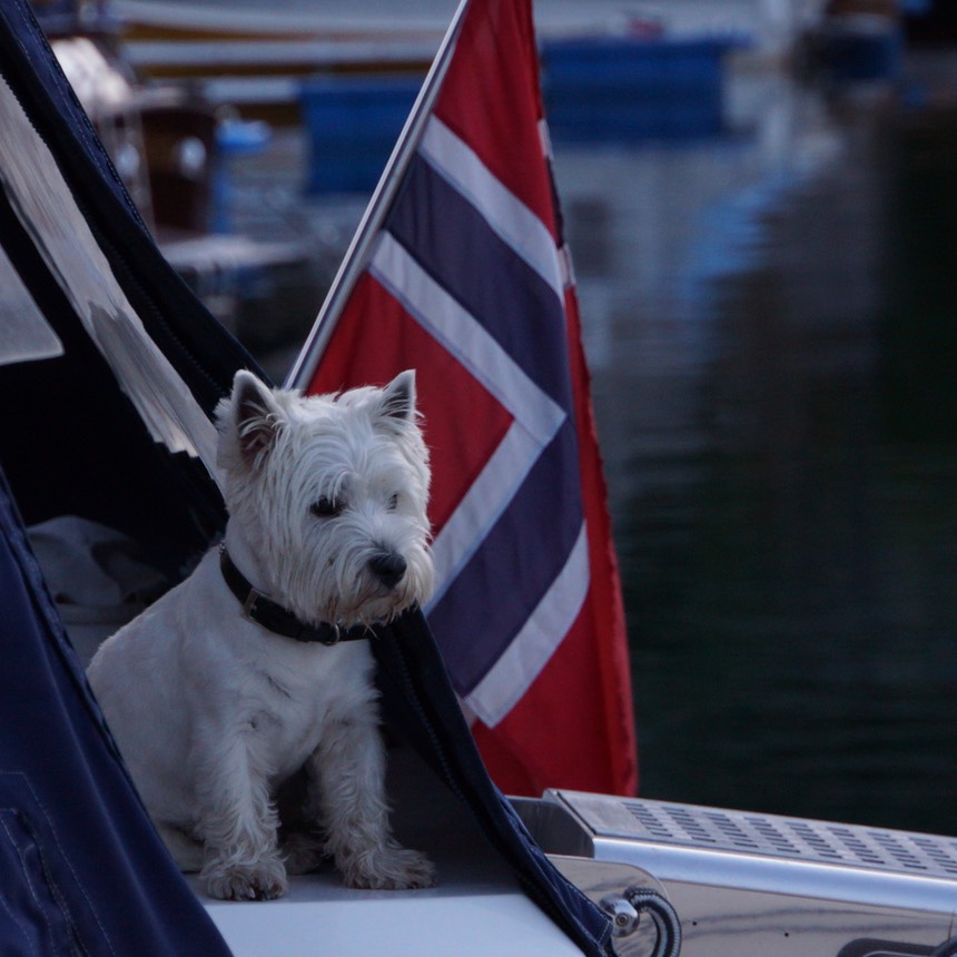 081913 16 The Scottish Terrier from the Princess 65 so much character