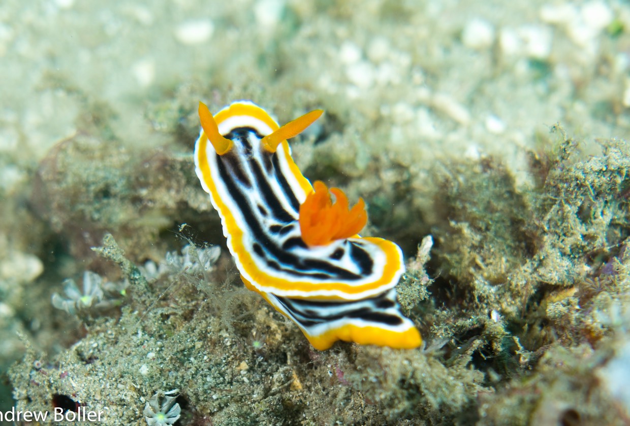 Timor - Magnificient Chromodoris