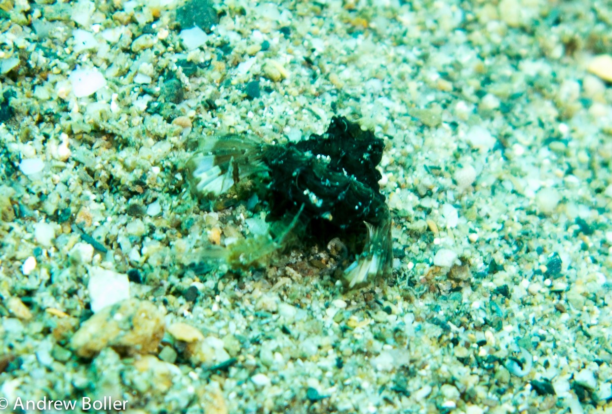 Timor - Moth Fish