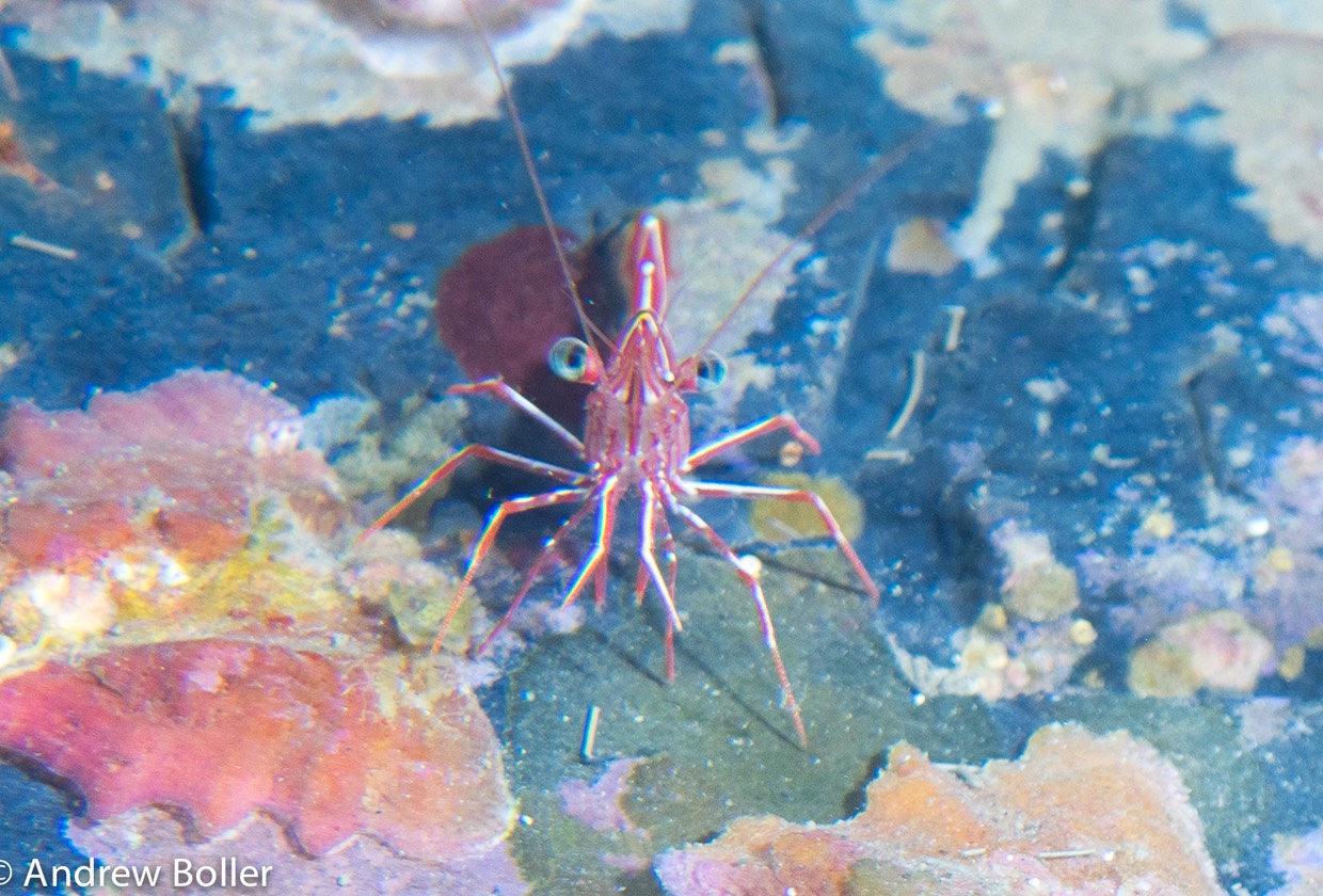 Timor - Dancing Shrimp