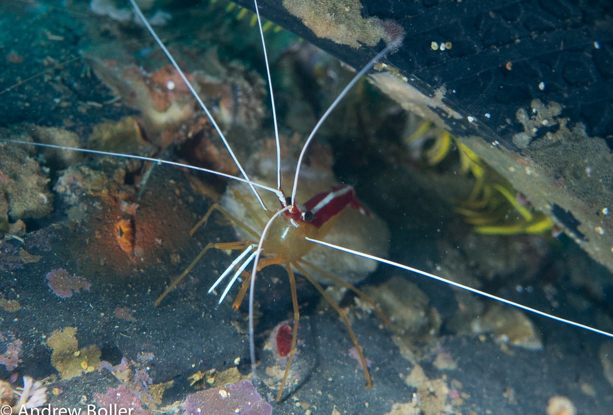 Timor - White Striped Shrimp