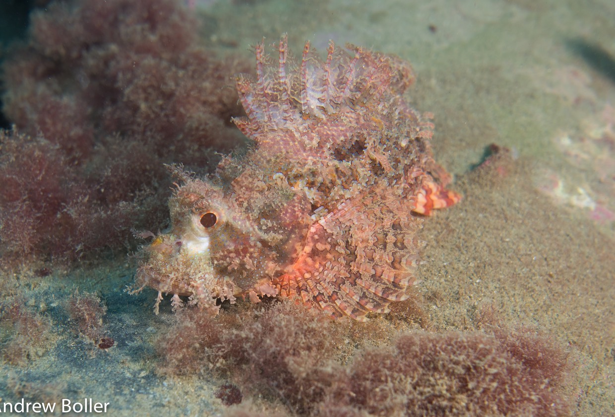 Timor - Scorpion Fish