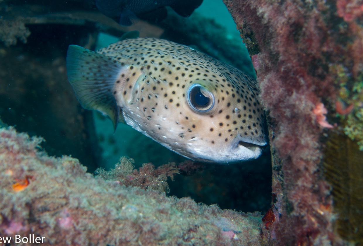 Timor - Puffer Fish