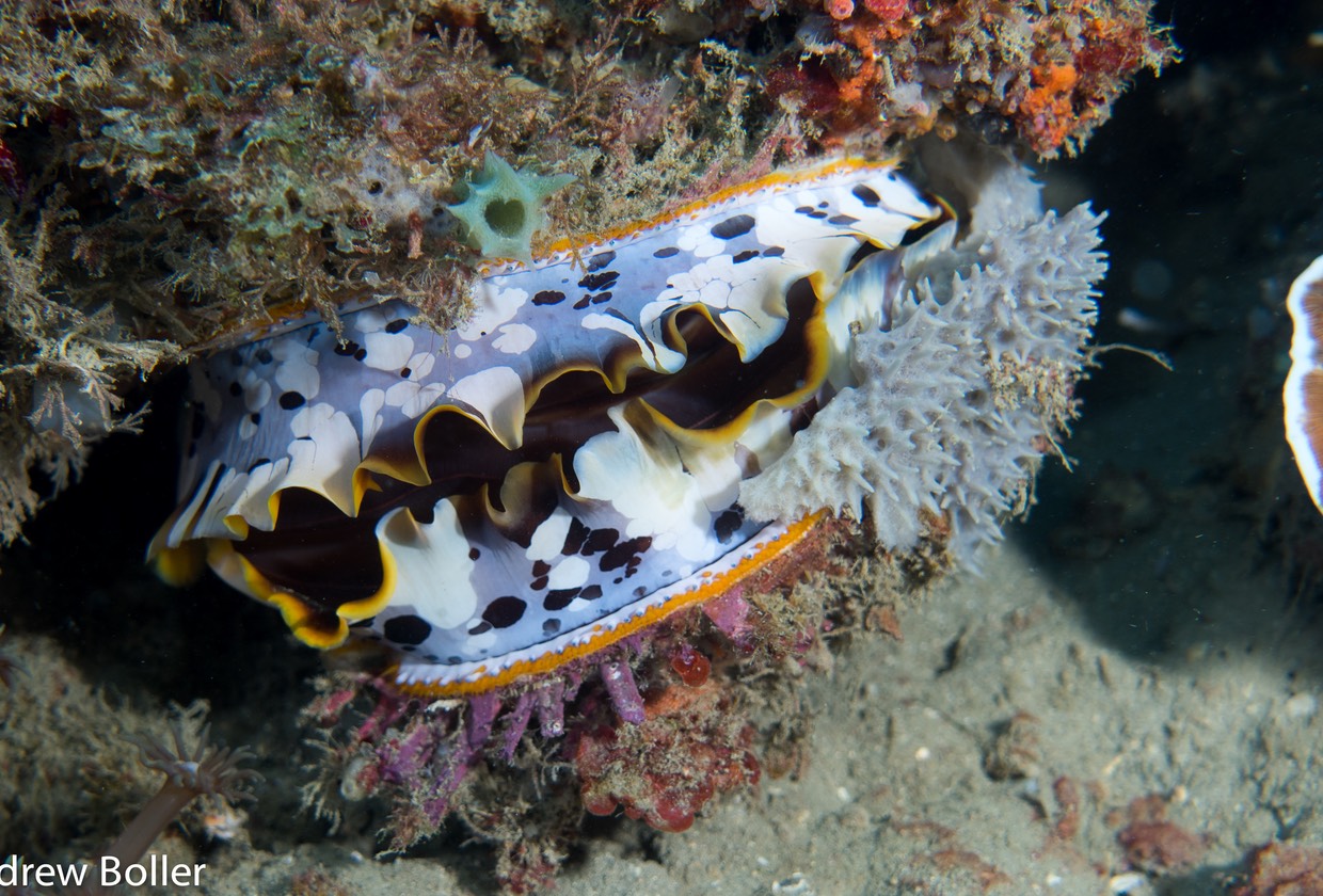 Timor- Oyster