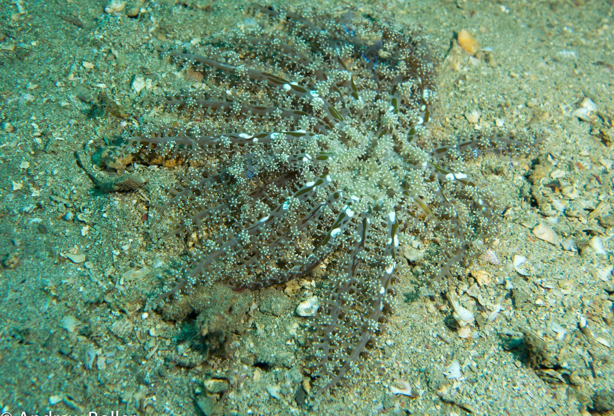 Timor - anemone
