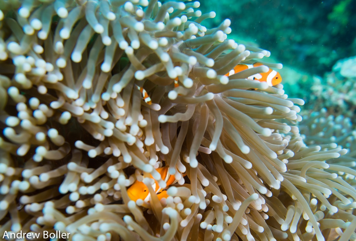 Timor - Clown Fish