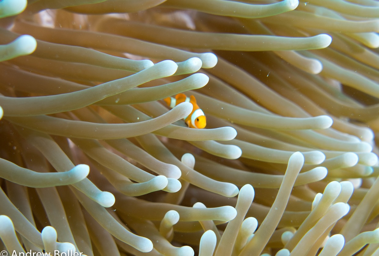 Timor - Clown FIsh