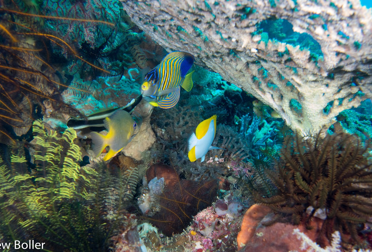 Timor - Angel Fish