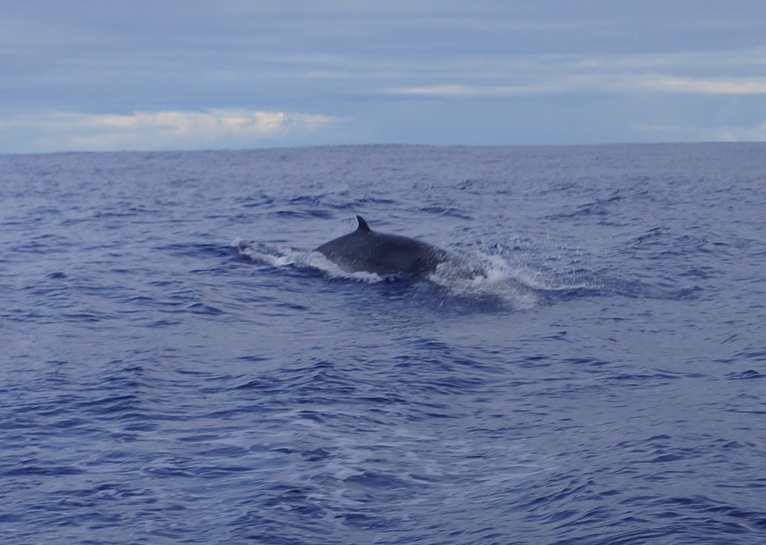 120612 11 There be a whale