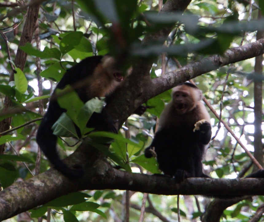 140210 5 Walking Fort Sherman - 140210 3 Walking Fort Sherman - White-headed Capuchin