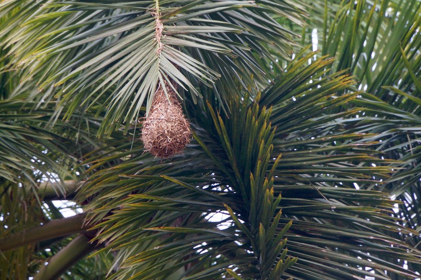140213 4 Oropendola Nests