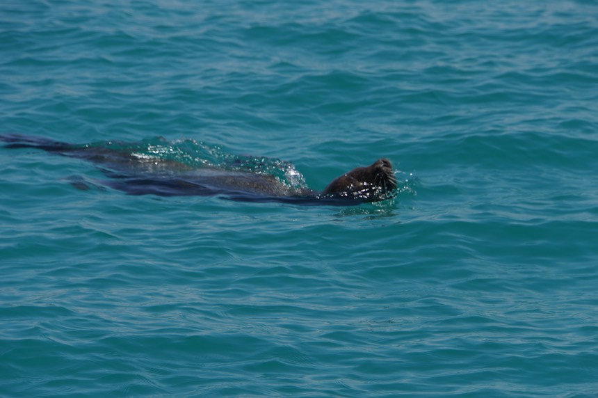 140226 13 Just on anchor and look who swam by