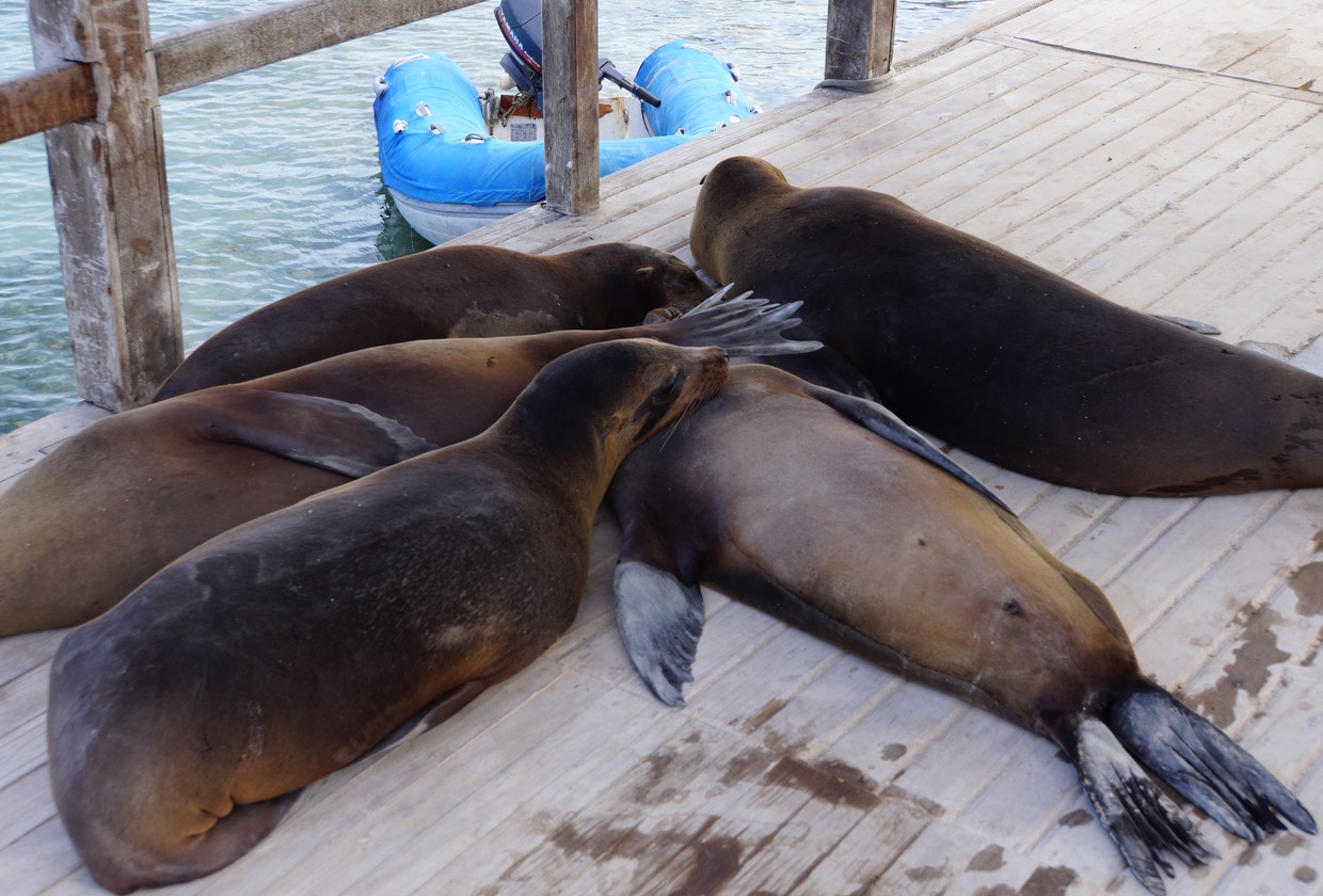 140226 20 Sealions