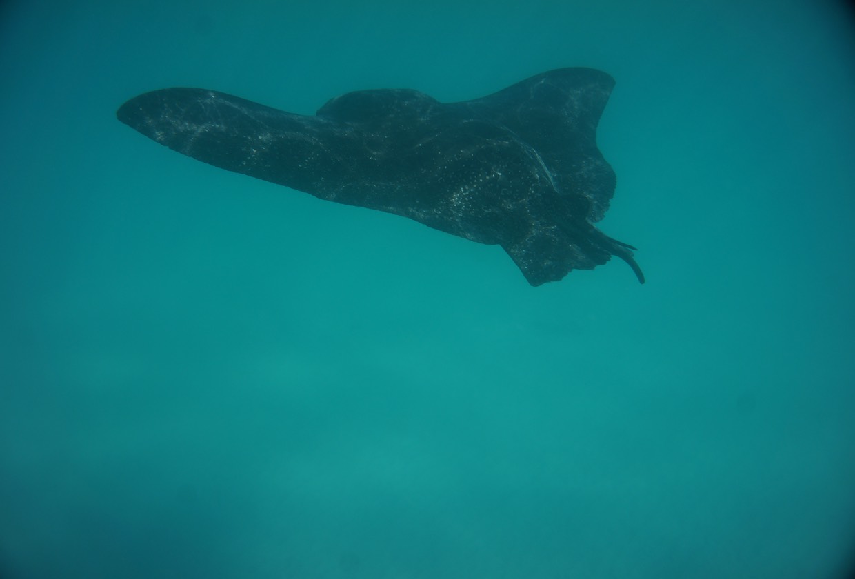 140227 9 Manta Ray swimming by the boat