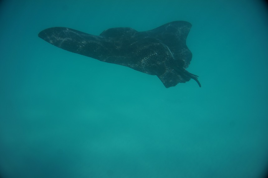 140227 9 Manta Ray swimming by the boat