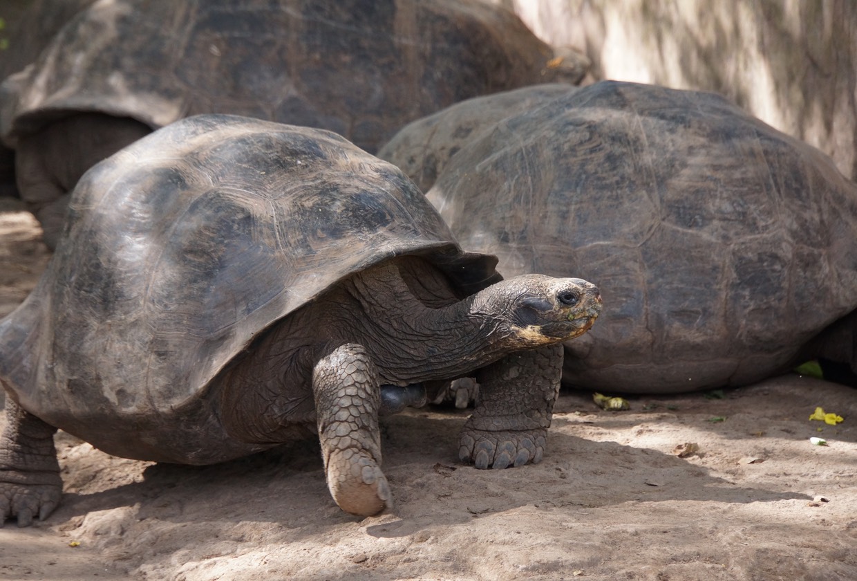 140228 1 Centro de Crianza Arnaldo Tupiza Breeding Center for Giant Tortoise
