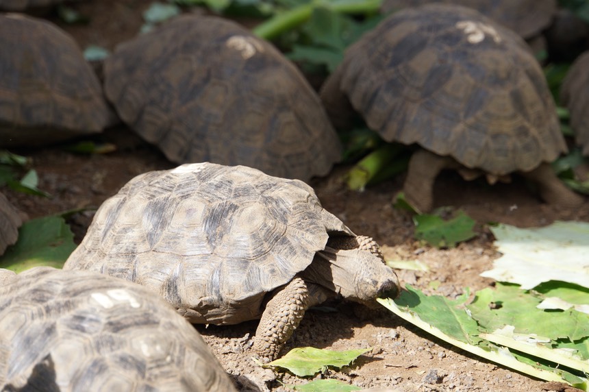 140228 12 Centro de Crianza Arnaldo Tupiza Breeding Center for Giant Tortoise