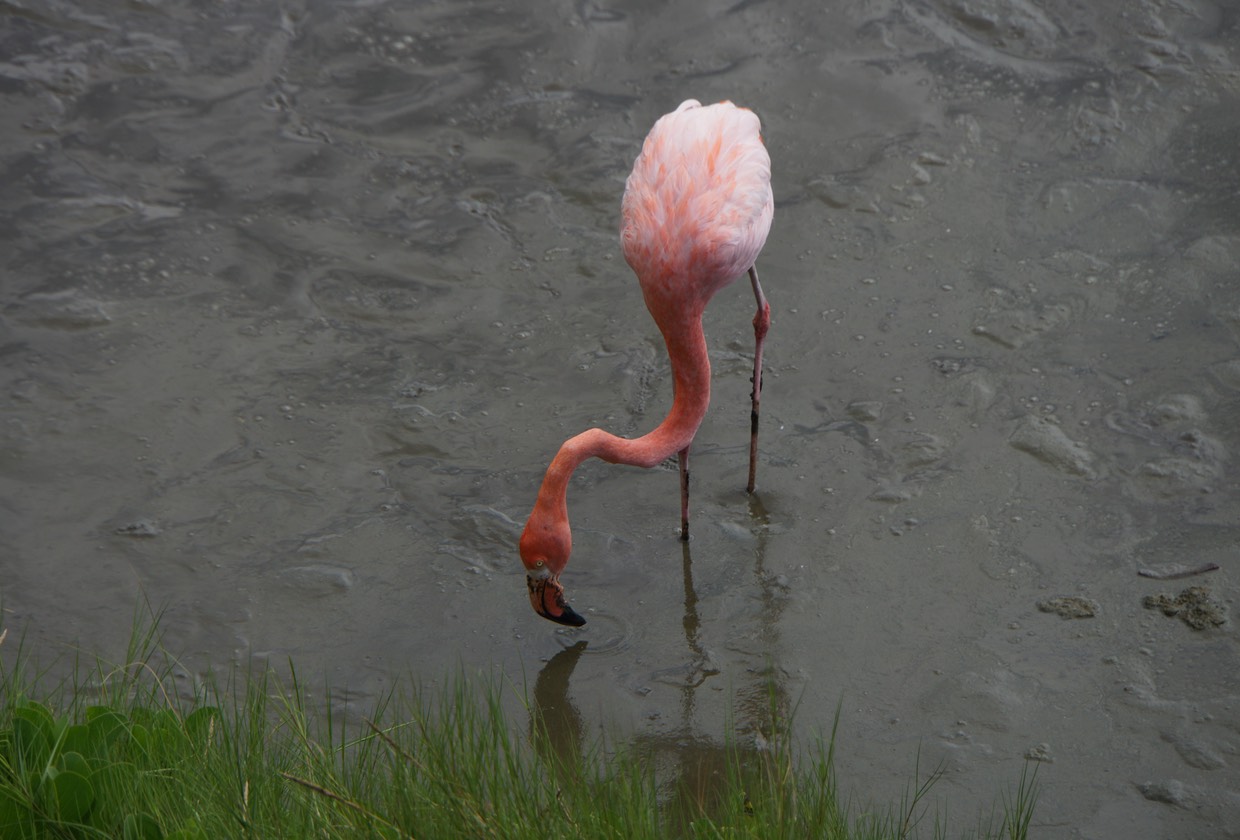 140228 17 Flamingos