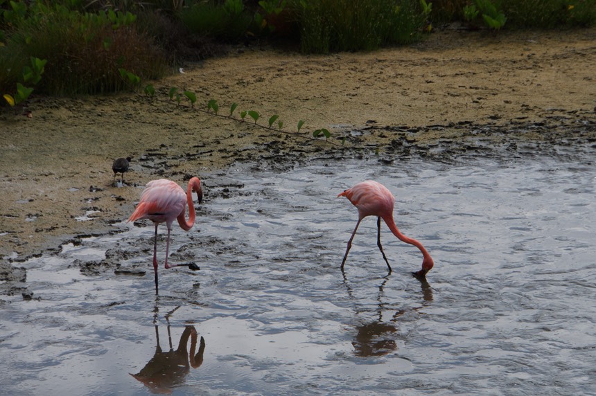 140228 19 Flamingos