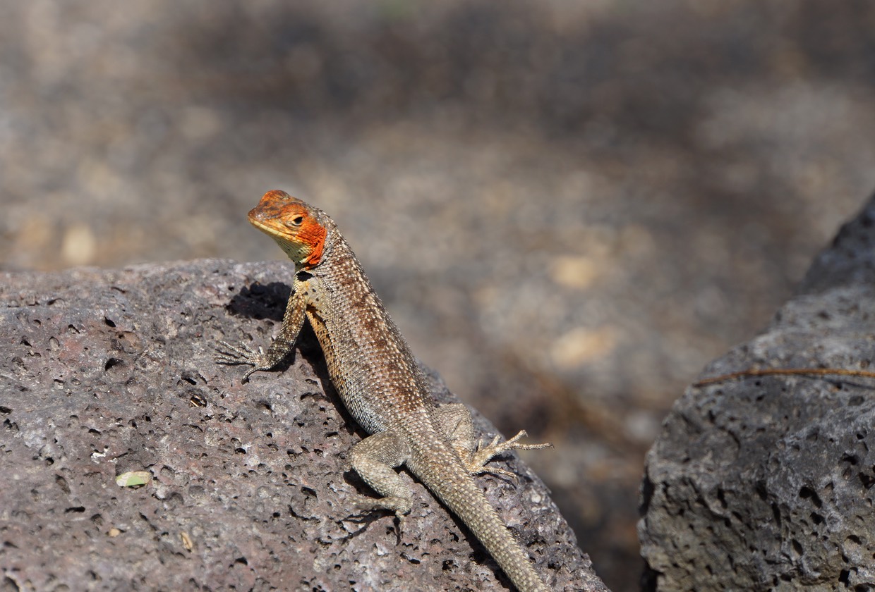 140228 21 Lizard