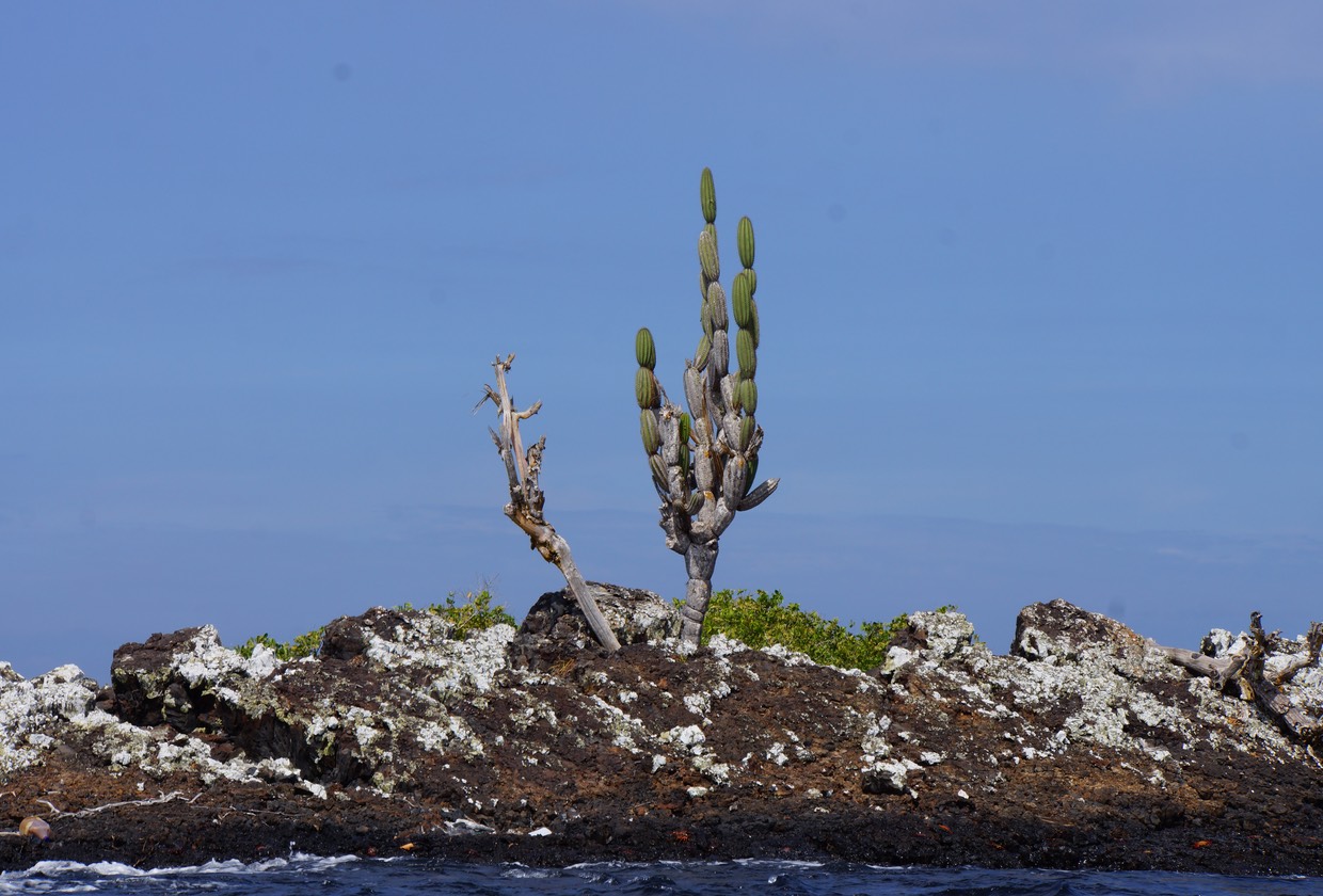 140228 24 Cactus