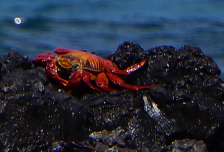 140228 26 Crabs - Sally Light Foot