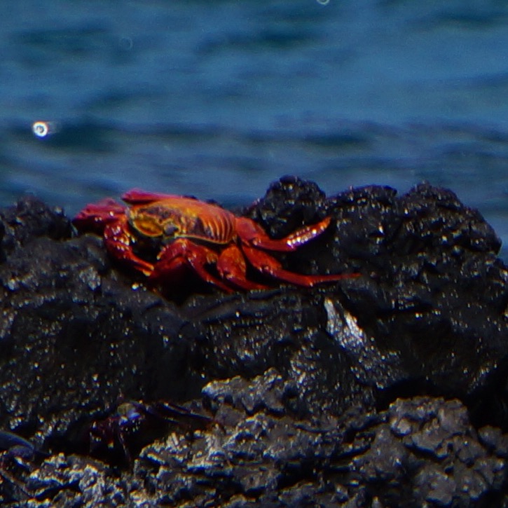140228 26 Crabs