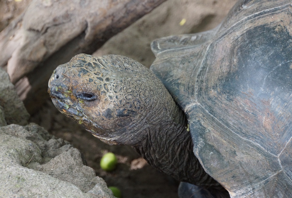 140228 5 Centro de Crianza Arnaldo Tupiza Breeding Center for Giant Tortoise