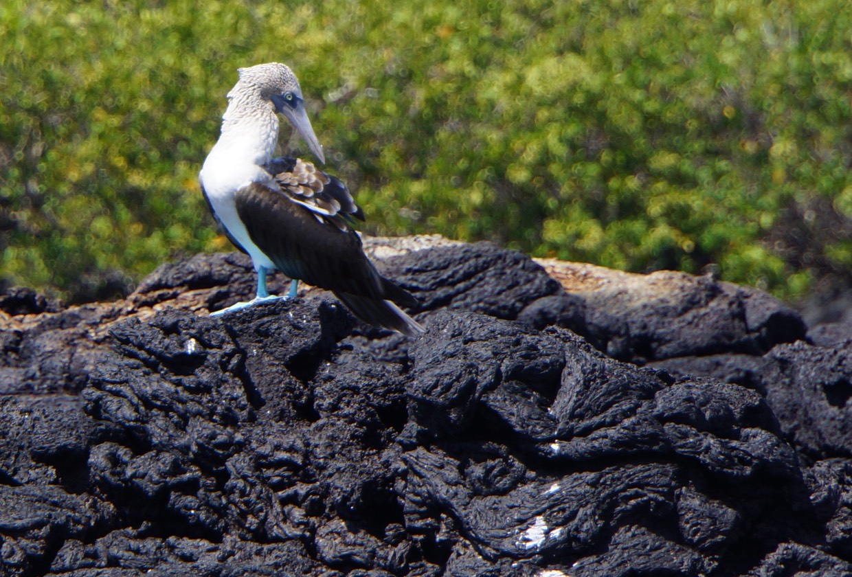 140301 2 Blue footed boobie
