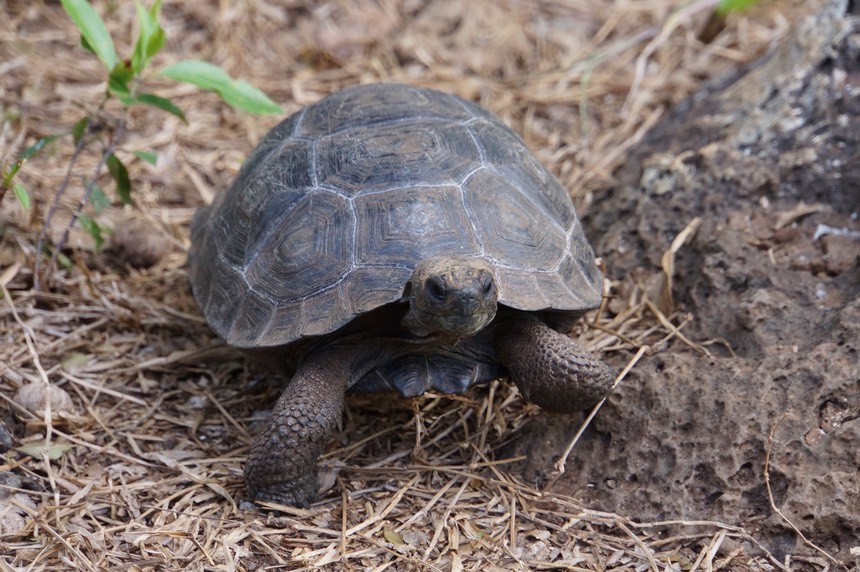 140302 20 Junior ortoise at Galapaguera Cerro Colorado