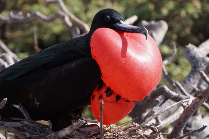 140303 16 Genovesa  Frigate Bird