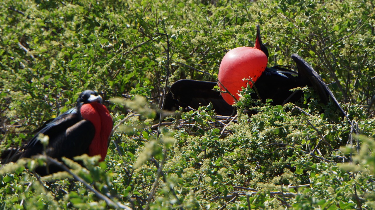 140303 54 Genovesa Frigate Birds
