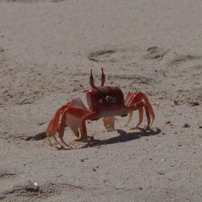140304 1 Bachas Beach Santa Cruz Ghost Crab